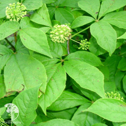 Элеутерокок колючий Эскулап