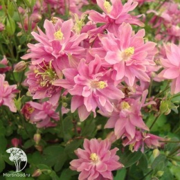 Aquilegia vulgaris Clementine Salmon Rose Аквилегия Клементина Салмон Роуз