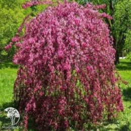 Яблоня Роял Бьюти на штамбе