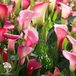  Калла Гарнет Глоу