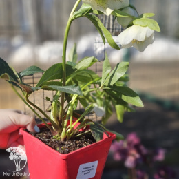 Морозник Анемона Вайт Споттид