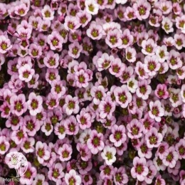 Saxifraga arendsii Alpino Early Pink Камнеломка Арендса Альпино Эрли Пинк