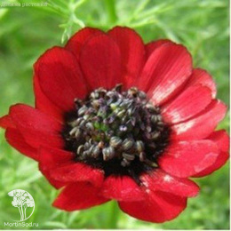 Адонис летний Керубино