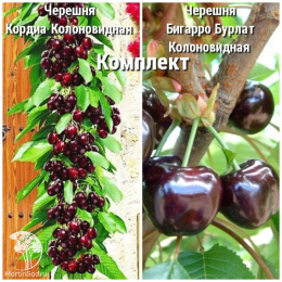 Сверхвыгодный комплект! Черешня Кордиа Колоновидная + опылитель Черешня Бигарро Бурлат Колоновидная