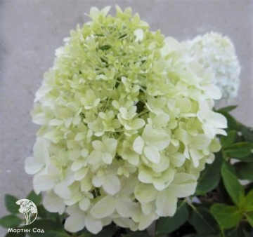 Фото Гортензия метельчатая Литтл Спуки на штамбе