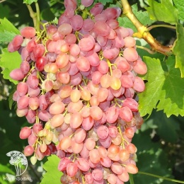 Виноград плодовый Киш-миш лучистый
