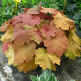 Сверхвыгодный микс! Гейхера Фисташ + Гейхера Саузен Комфорт + Гейхера Мега Карамель