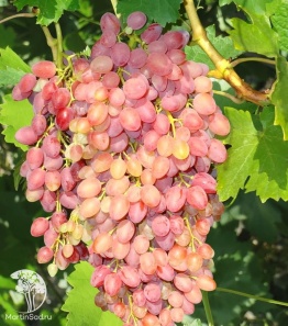 Фото Виноград плодовый Киш-миш лучистый