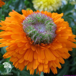 Календула Зелёное сердце 