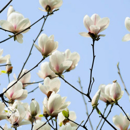  Магнолия обнаженная Юлан