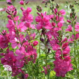 Сидальцея орегонская Бриллиант