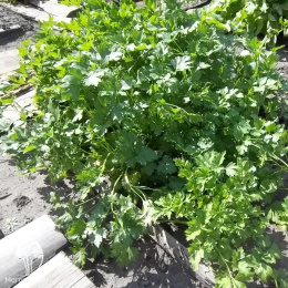 Петрушка листовая Бутербродная