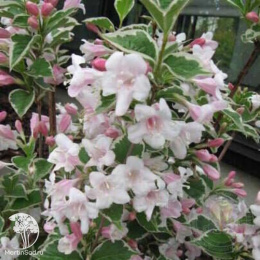 Вейгела цветущая Санни Фэнтази