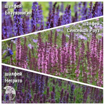 Фото Набор для ароматной грядки шалфей Блаухугель + Сенсейшн Роуз + Негрито