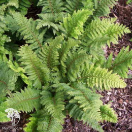 Многорядник щетинконосный Далем