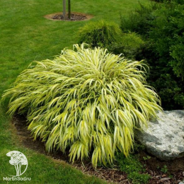 Хаконехлоа большая Ауреола