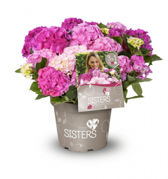 Фото Гортензия крупнолистная ремонтантная Три сестры оттенки розового