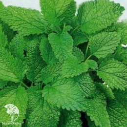 Мелисса Мандариновый аромат