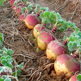 Брюква Красносельская