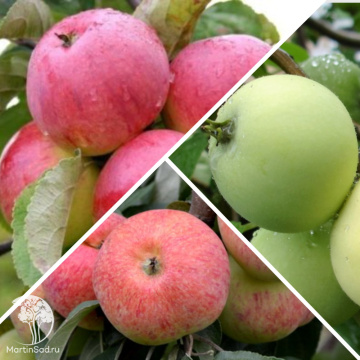 Фото Яблоня гибрид Мельба + Конфетное + Белый налив