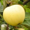 Яблоня Белый налив фото 1 