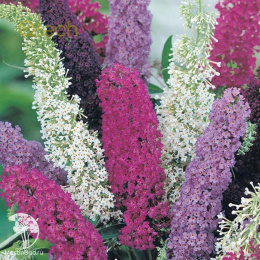 Буддлея Давида Смесь окрасок