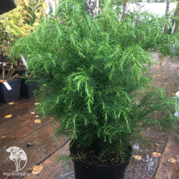 Криптомерия японская Элеганс Виридис