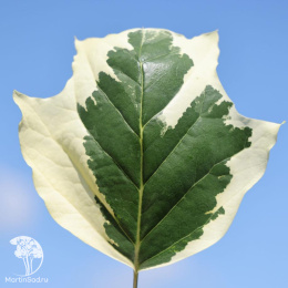 Лириодендрон тюльпанный Сноубёрд