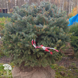 Ель голубая сформированная Шаром