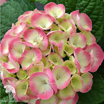 Фото Гортензия крупнолистовая Рембрандт Дольче Чик