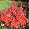 Барбарис Тунберга (Berberis thunbergii) фото 8 