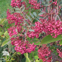 Рябина Пинк Вейл