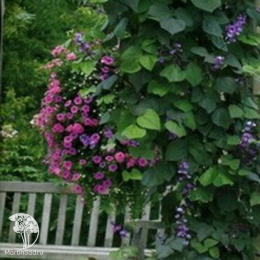 Долихос/Гиацинтовые бобы/ Вьющаяся сирень