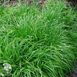 Ожика лесная