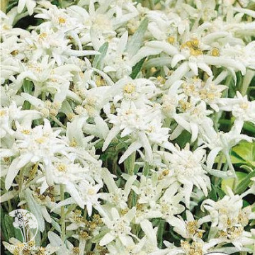 Фото Эдельвейс Эхо