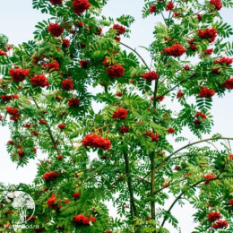 Рябина обыкновенная Улунг