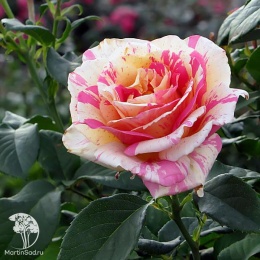 Роза чайно-гибридная Клод Моне