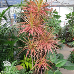 Драцена окаймлённая Триколор