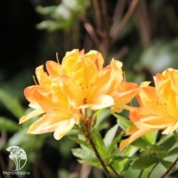 Азалия Голден Сансет