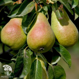 Груша гибрид Кафедральная + Чижовская