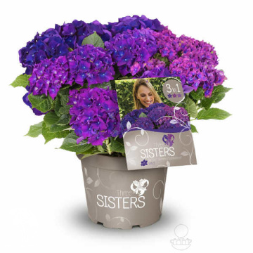 Фото Гортензия крупнолистная Три сестры Виолет