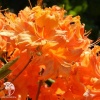 Азалия крупноцветковая Гловинг Эмберс фото 3 