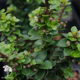 Падуб японский остролистный Дварф Пагода