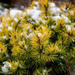 Сосна новогодняя Винтерголд 50-60 см