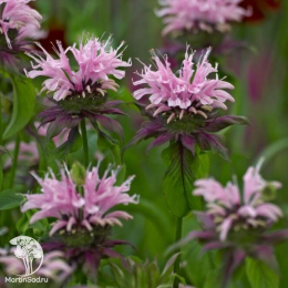 Набор для ароматной грядки монарда Фаербол + Кренберри Лейс + Элизес Лавендер