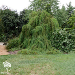 Кипарис болотный (Таксодиум) двурядный Каскад Фолс на штамбе