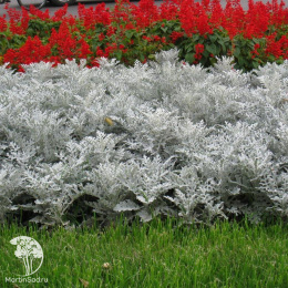 Цинерария приморская Серебряная пыль