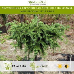 Лиственница европейская Литл Богл на штамбе
