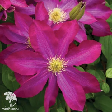Фото Клематис крупноцветковый Какио Пинк Шампань