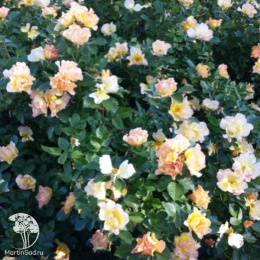 Роза парковая Модэн Санрайз